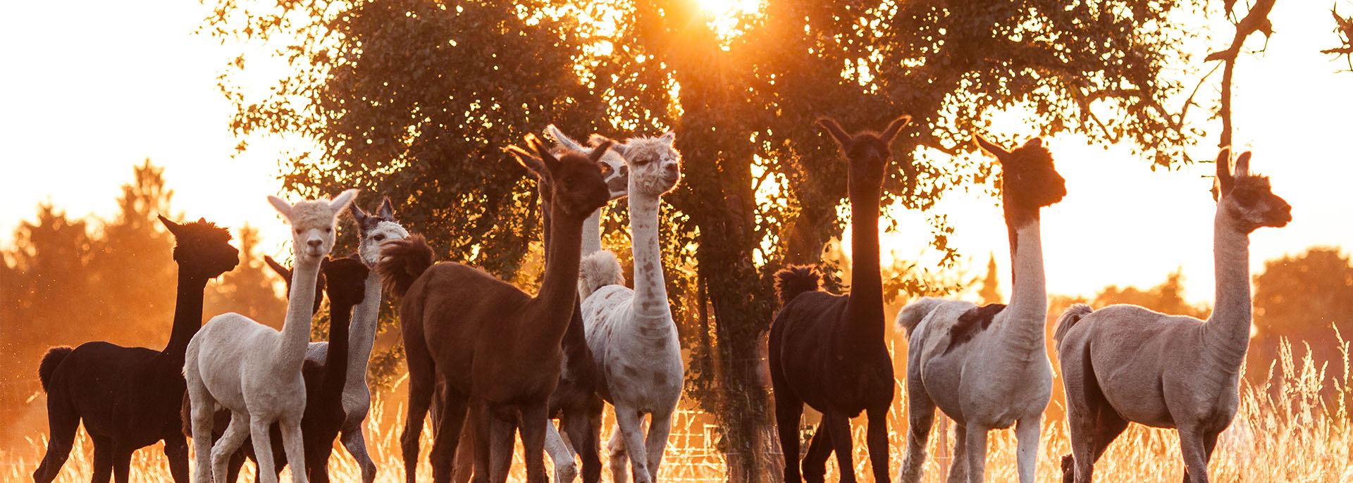 Lamas in der Abendsonne 